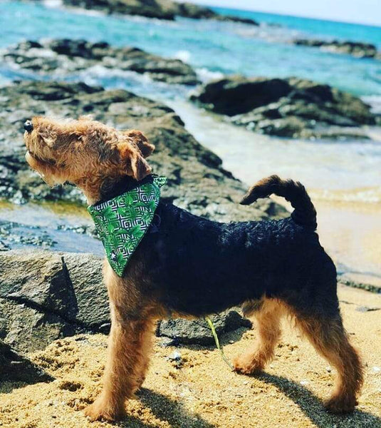 The "Palm Tree" Dog Bandana - ArgusCollar