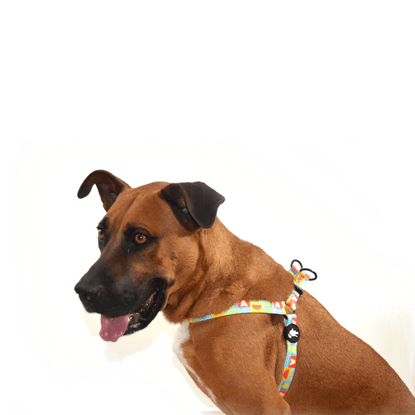 "The Watermelon Dog Harness" - ArgusCollar