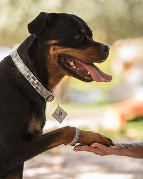 "BW Squary" Collar